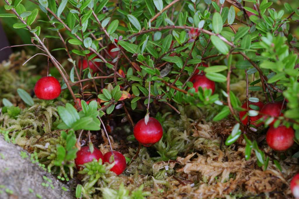 photo,material,free,landscape,picture,stock photo,Creative Commons,Mountain cranberries, mountain cranberry, Hakone, , 