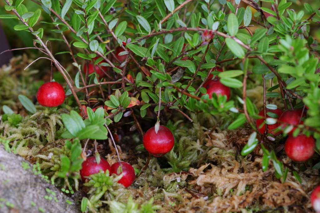 Foto, materieel, vrij, landschap, schilderstuk, bevoorraden foto,Berg cranberries, Berg cranberry, Hakone, , 