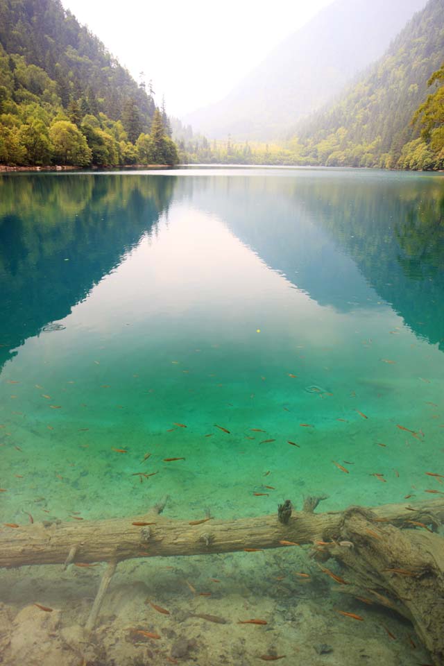 fotografia, materiale, libero il panorama, dipinga, fotografia di scorta,Kumanekoumi Jiuzhaigou, , , , 