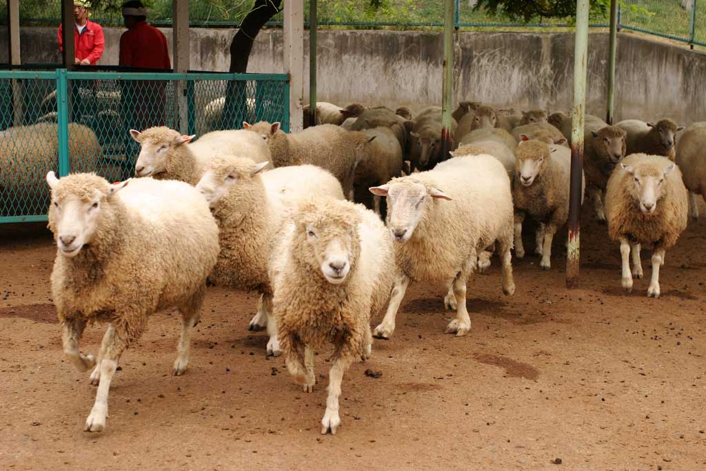 photo,material,free,landscape,picture,stock photo,Creative Commons,Sheep coming on stage, sheep, , , flock