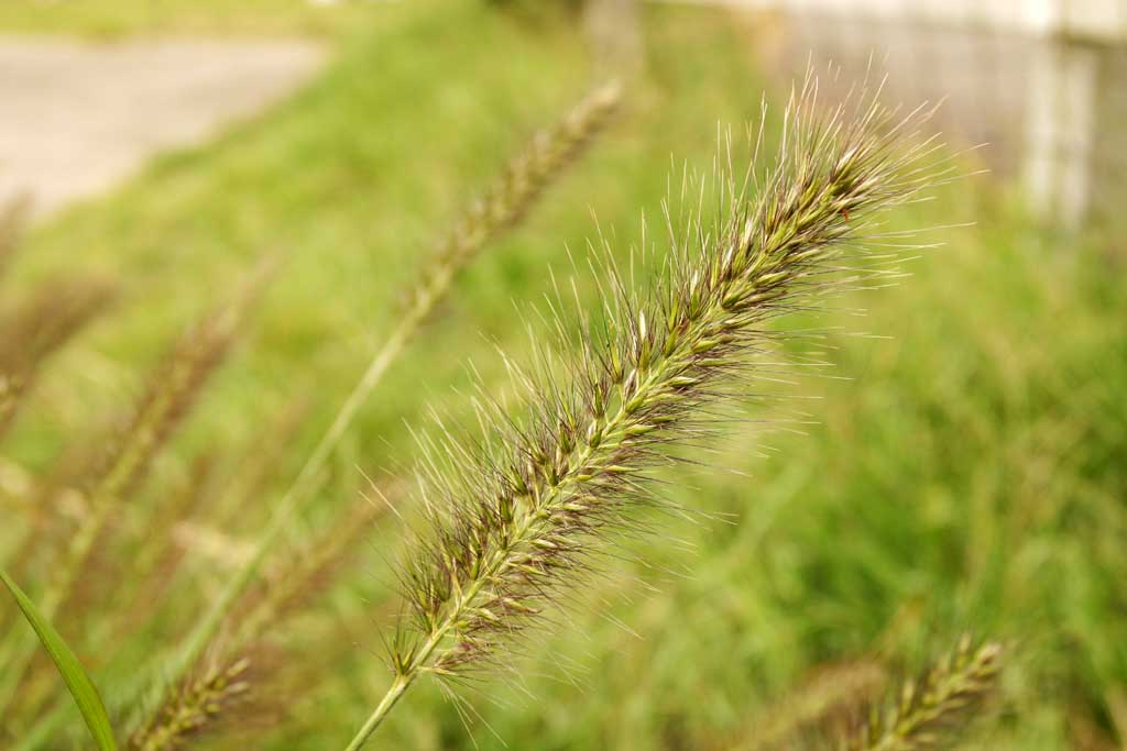 Foto, materieel, vrij, landschap, schilderstuk, bevoorraden foto,Borstelig _, Gras, Zaad, , 