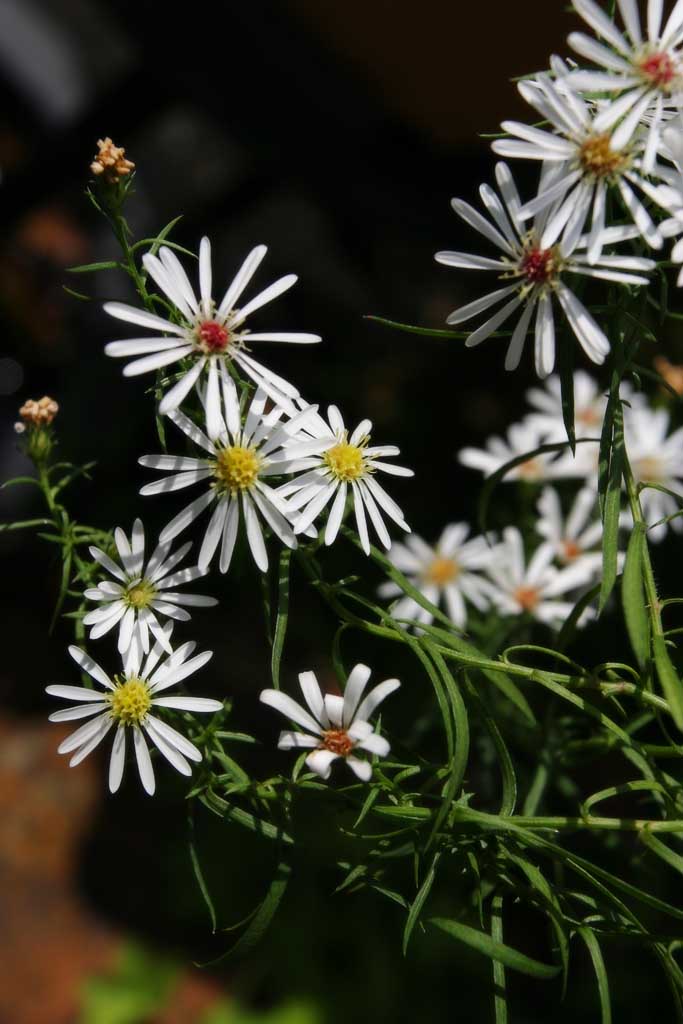 photo, la matire, libre, amnage, dcrivez, photo de la rserve,Blanches fleurs, blanc, Hakone, , 