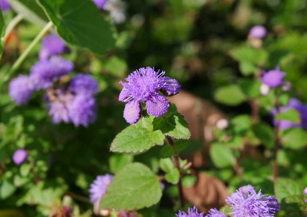 Foto, materieel, vrij, landschap, schilderstuk, bevoorraden foto,Purpere bloemen, Purper, Hakone, , 