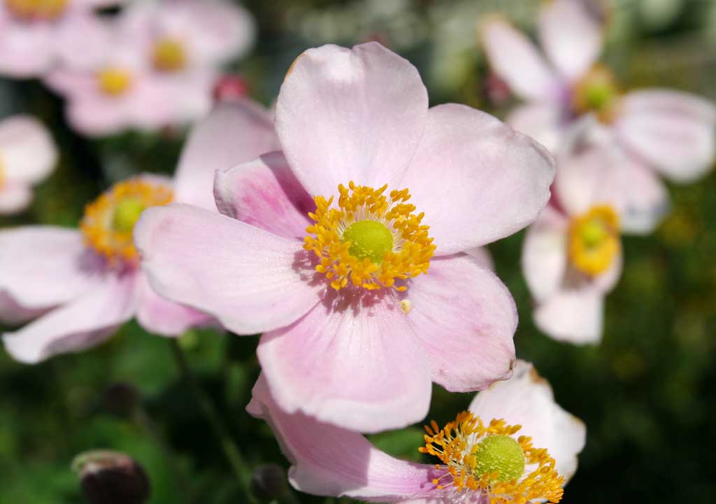 photo,material,free,landscape,picture,stock photo,Creative Commons,Pink flowers, pink, Hakone, , 