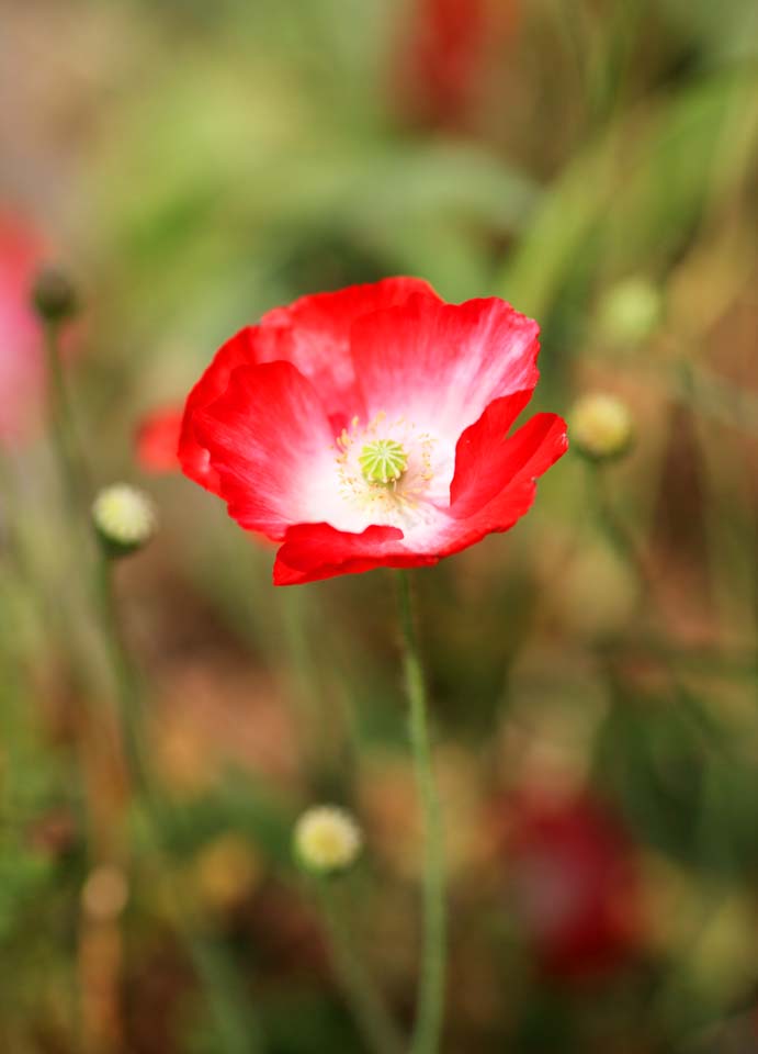 Foto, materieel, vrij, landschap, schilderstuk, bevoorraden foto,Poppy bloemen, , , , 