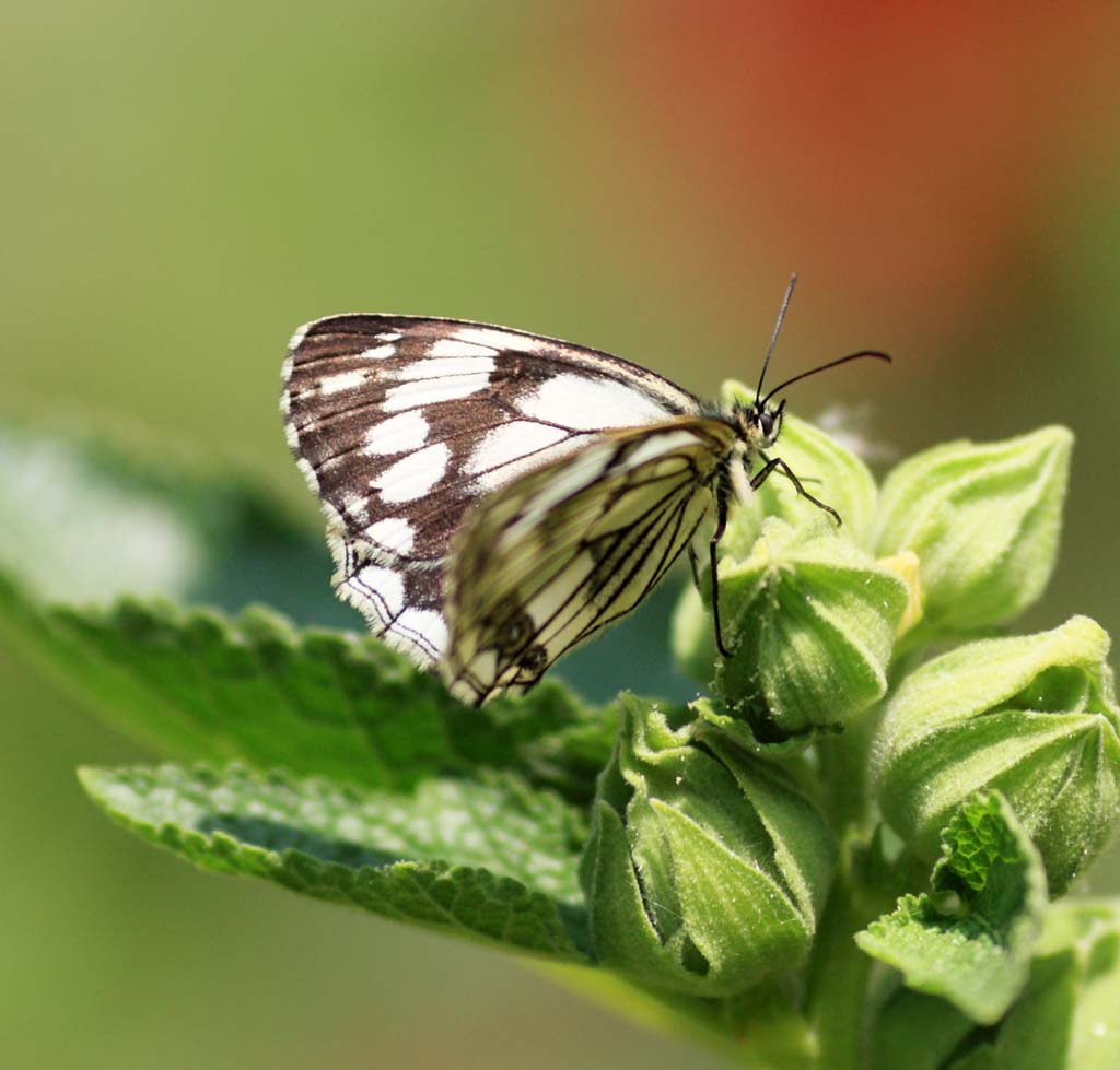 fotografia, material, livra, ajardine, imagine, proveja fotografia,Butterfly, , , , 