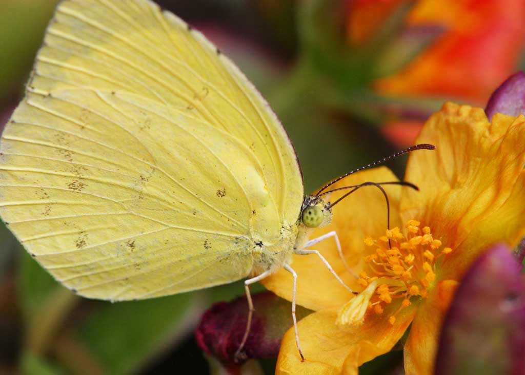 Foto, materiell, befreit, Landschaft, Bild, hat Foto auf Lager,Schwefelschmetterling, Schmetterling, , , Gelb