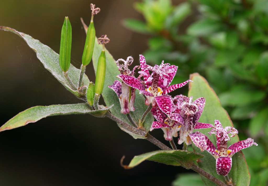 fotografia, material, livra, ajardine, imagine, proveja fotografia,Toadlily floresce, toadlily, Hakone, , 