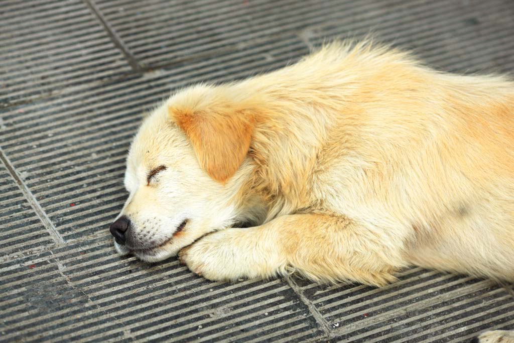 Foto, materiell, befreit, Landschaft, Bild, hat Foto auf Lager,Hunde lachen, , , , 