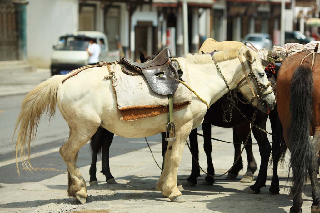 Foto, materiell, befreit, Landschaft, Bild, hat Foto auf Lager,Eine reiten Pferd, , , , 