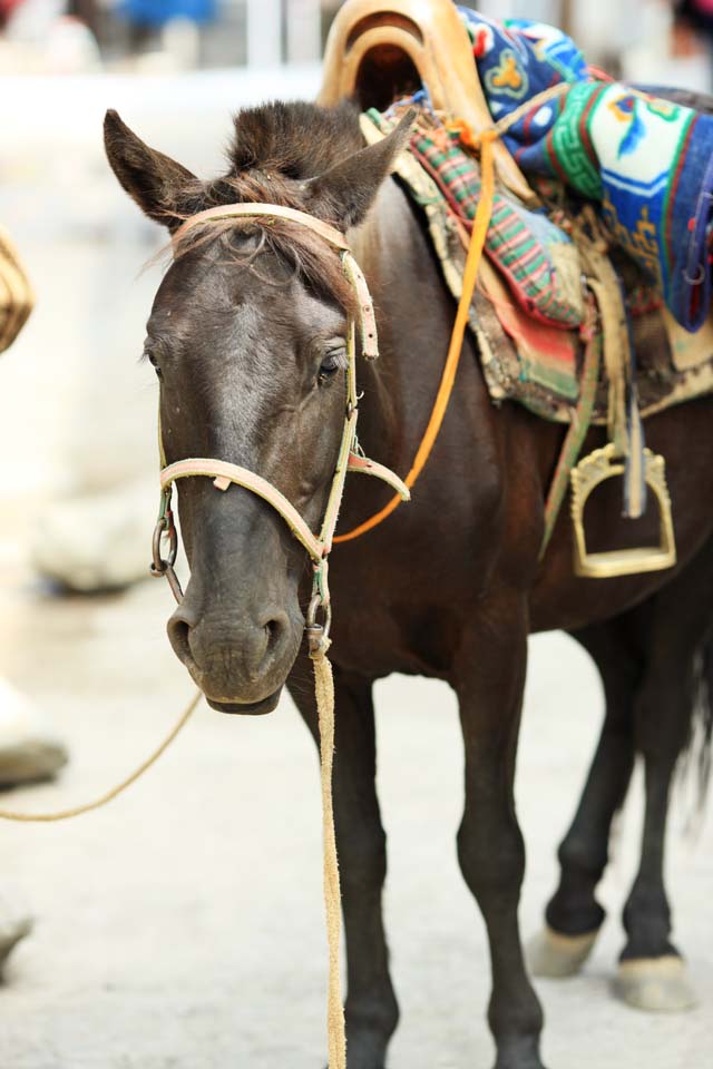 Foto, materiell, befreit, Landschaft, Bild, hat Foto auf Lager,Eine reiten Pferd, , , , 