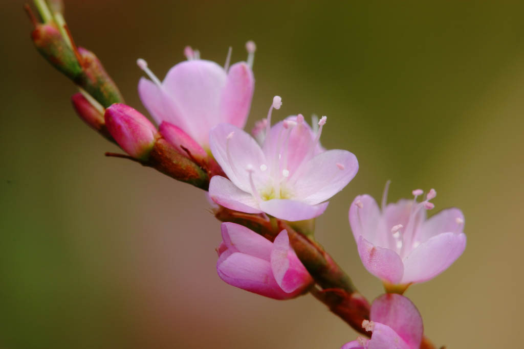 foto,tela,gratis,paisaje,fotografa,idea,Pequeas flores rosadas., Rosado, Hakone, , 