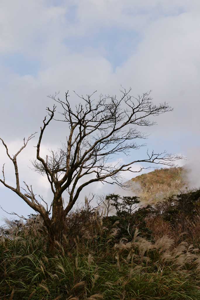 fotografia, material, livra, ajardine, imagine, proveja fotografia,rvore morta em Ohwakudani, Hakone, vulco, calor terrestre, montanha