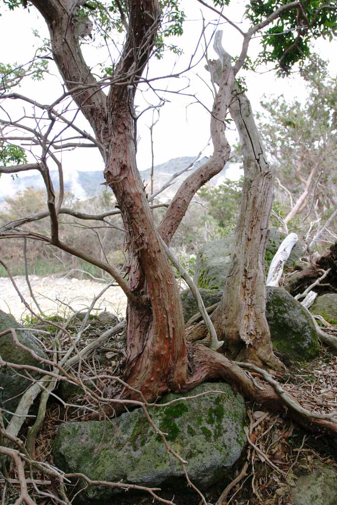 fotografia, materiale, libero il panorama, dipinga, fotografia di scorta,Albero in Ohwakudani, Hakone, vulcano, calore terrestre, montagna