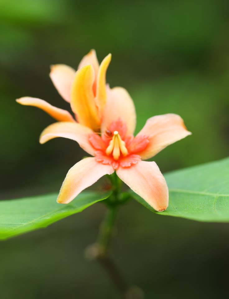 fotografia, materiale, libero il panorama, dipinga, fotografia di scorta,Arancio fiori colorati, , , , 