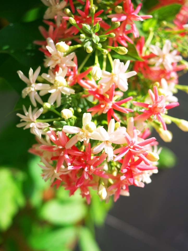 photo,material,free,landscape,picture,stock photo,Creative Commons,Red and white flowers, , , , 