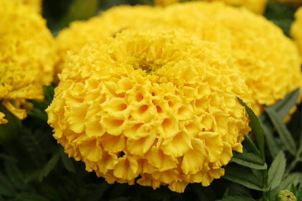 photo,material,free,landscape,picture,stock photo,Creative Commons,Marigold flowers, yellow, marigold, , 