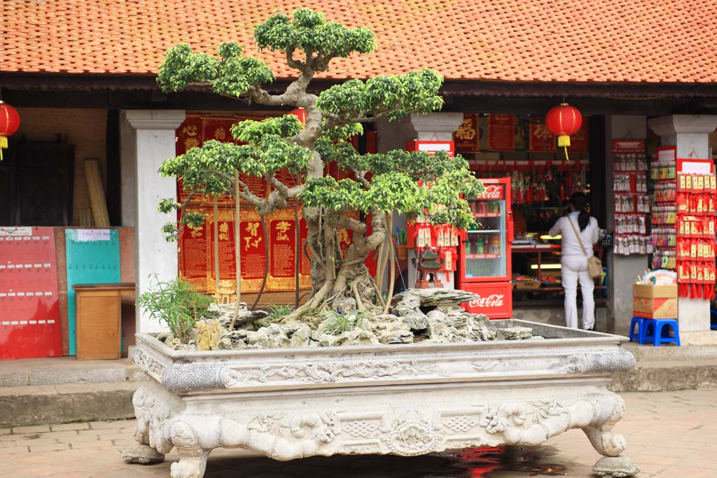 Foto, materiell, befreit, Landschaft, Bild, hat Foto auf Lager,Tempel der Literatur Bonsai, , , , 