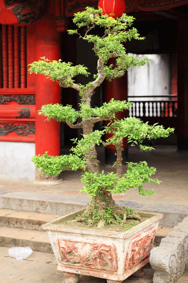 photo,material,free,landscape,picture,stock photo,Creative Commons,Temple of Literature bonsai, , , , 