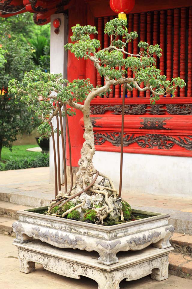 Foto, materieel, vrij, landschap, schilderstuk, bevoorraden foto,Tempel van literatuur bonsai, , , , 