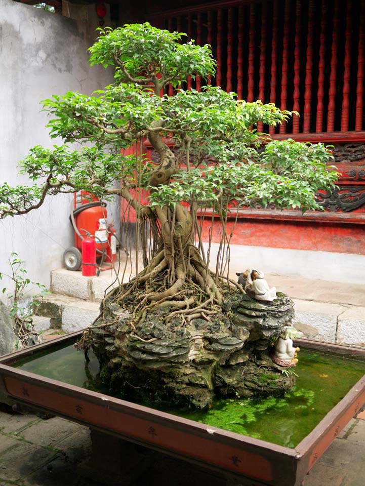 Foto, materiell, befreit, Landschaft, Bild, hat Foto auf Lager,Tempel der Literatur Bonsai, , , , 