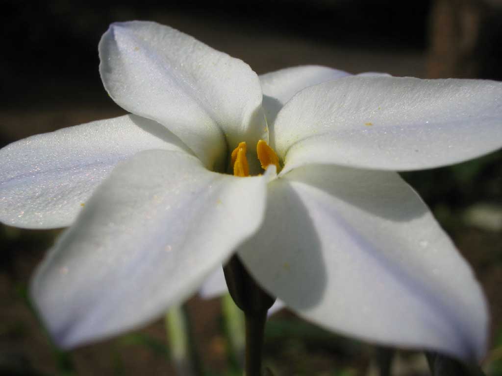 fotografia, material, livra, ajardine, imagine, proveja fotografia,Flor branca, branco, plen, azul, close-up