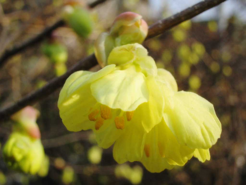 fotografia, materiale, libero il panorama, dipinga, fotografia di scorta,Fiori di primavera gialli, bianco, polline, blu, close-up