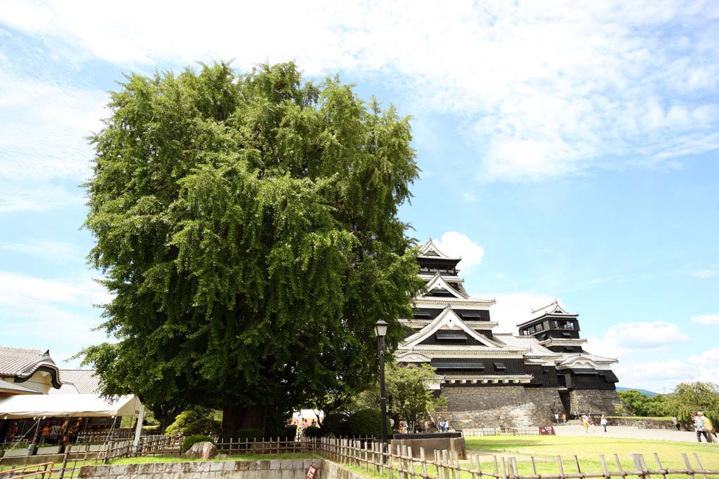 fotografia, material, livra, ajardine, imagine, proveja fotografia,Em Kumamoto Castle, , , , 