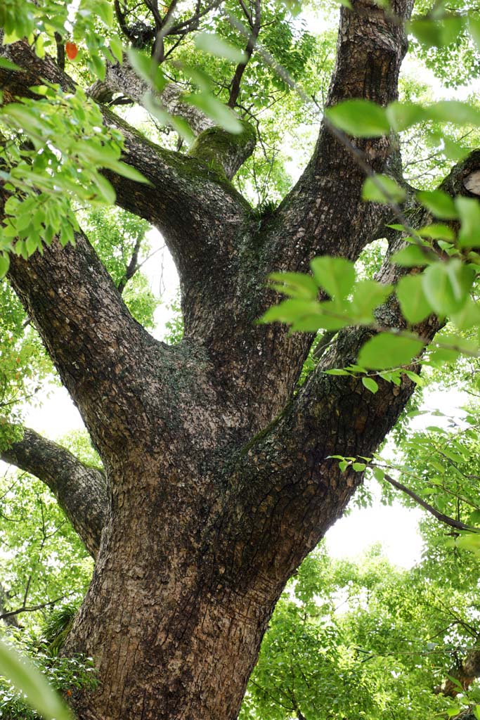 foto,tela,gratis,paisaje,fotografa,idea,En el castillo de Kumamoto, , , , 