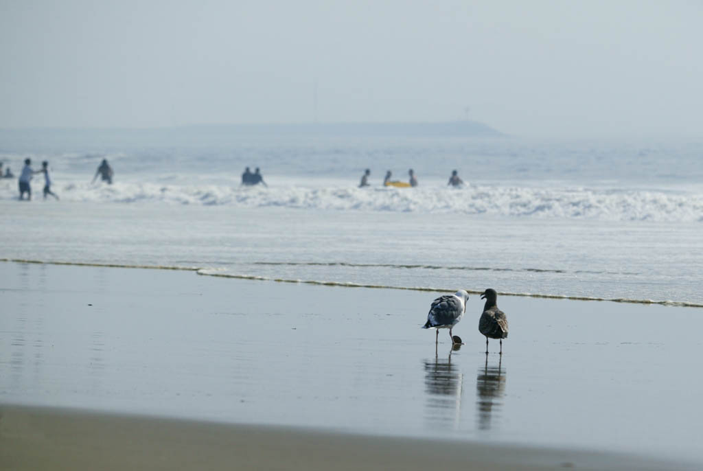 photo, la matire, libre, amnage, dcrivez, photo de la rserve,Pourparlers sur palourdes, mouette, , , rivage sablonneux