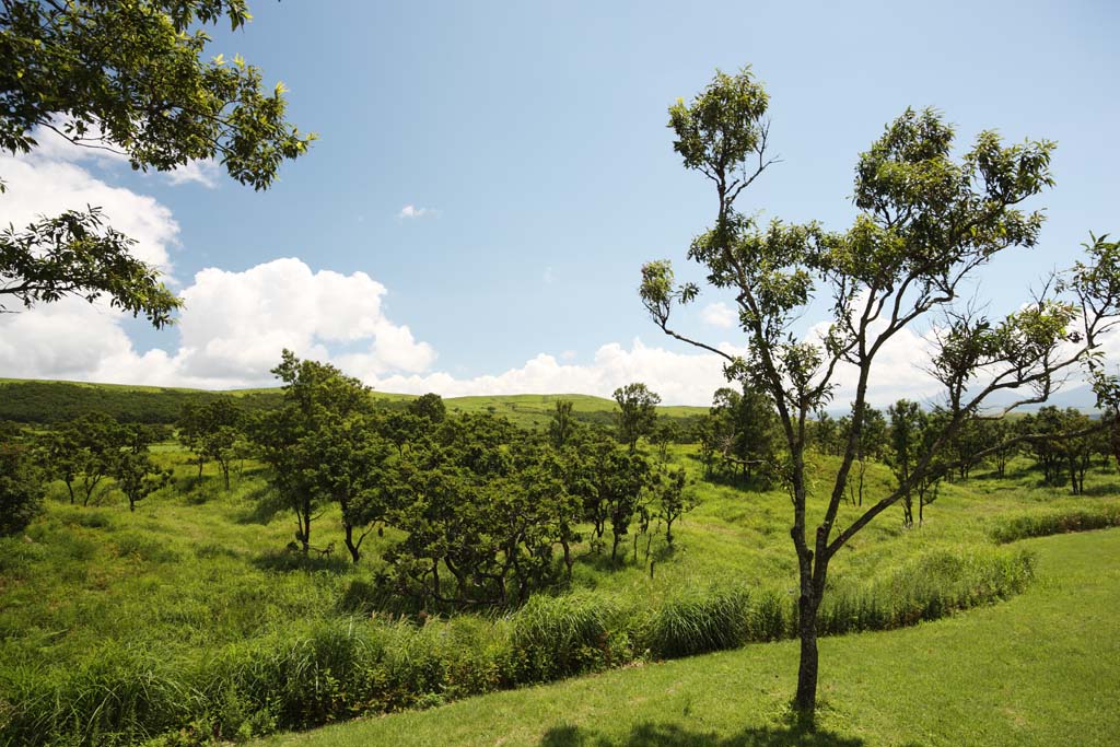 foto,tela,gratis,paisaje,fotografa,idea,Derechos de tala, , , , 