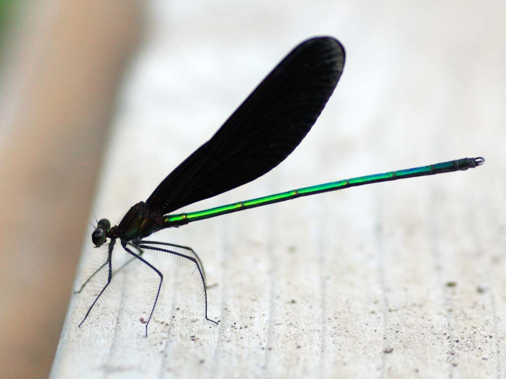 ,  , , ,    ,atrocalopteryx atrata, , , , 