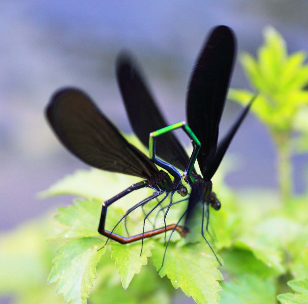 fotografia, materiale, libero il panorama, dipinga, fotografia di scorta,Atrata Atrocalopteryx, , , , 