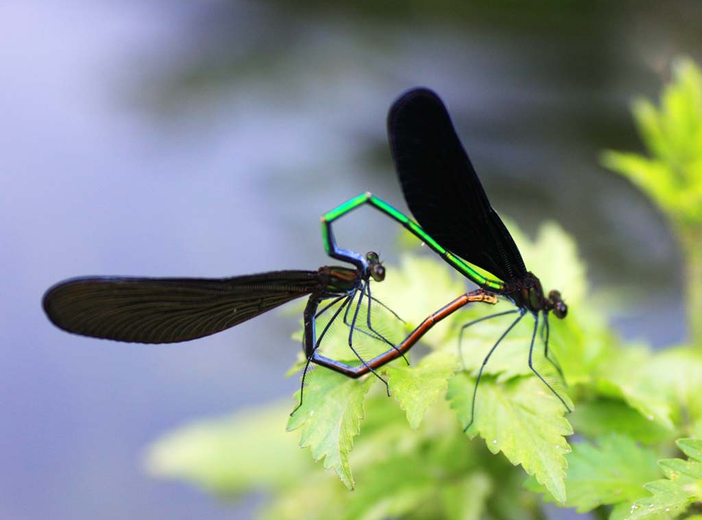 Foto, materieel, vrij, landschap, schilderstuk, bevoorraden foto,Atrocalopteryx Atrata, , , , 