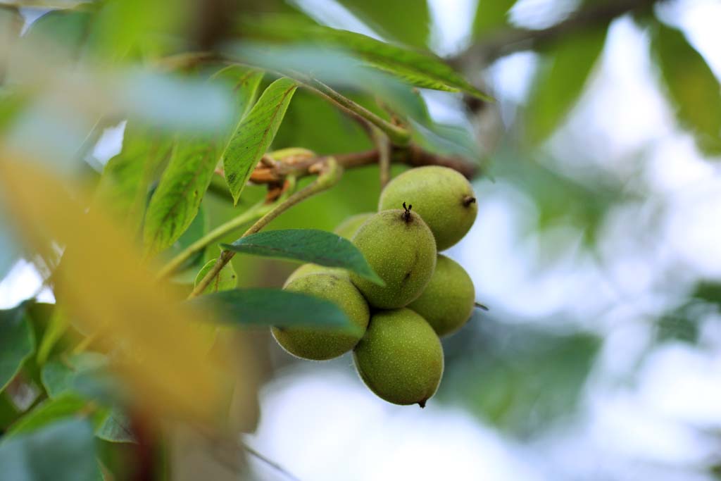 fotografia, material, livra, ajardine, imagine, proveja fotografia,Japons walnut, , , , 