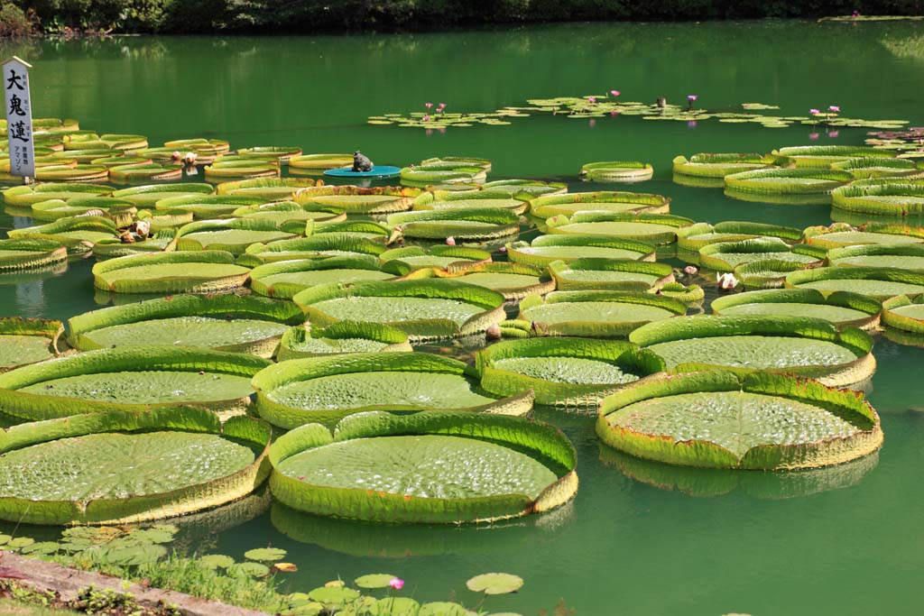 Foto, materiell, befreit, Landschaft, Bild, hat Foto auf Lager,Royal water lily, , , , 