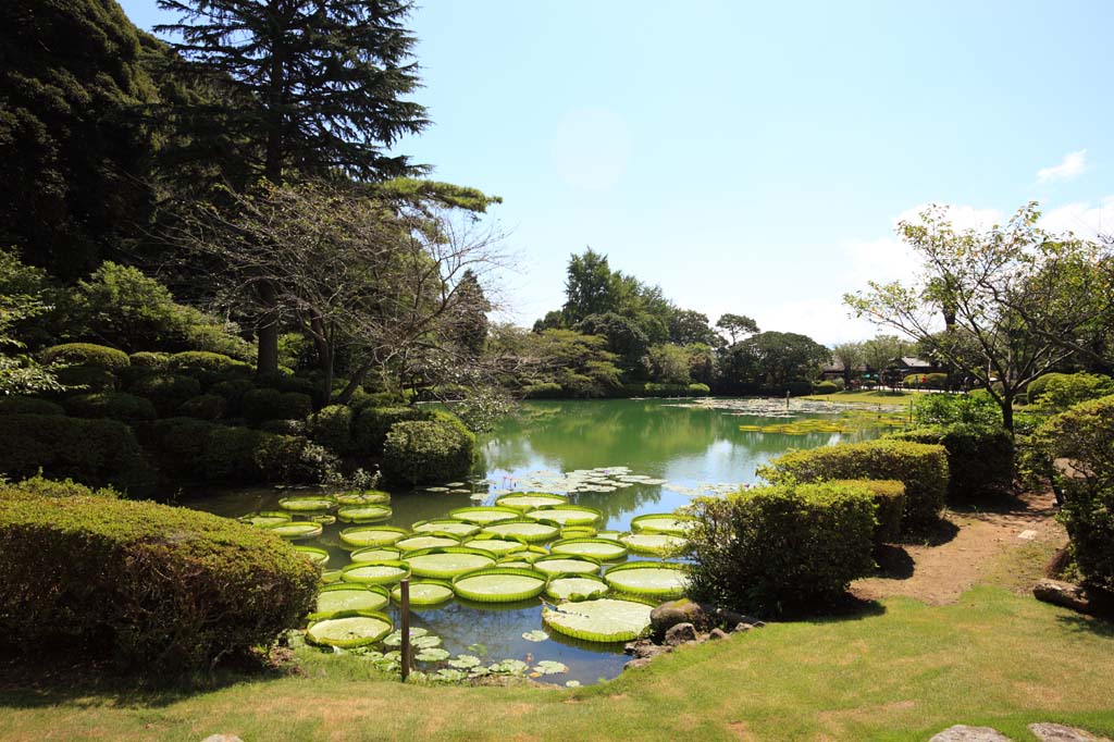 photo,material,free,landscape,picture,stock photo,Creative Commons,Royal water lily, , , , 