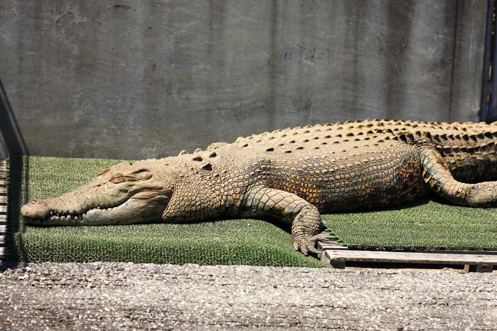 Foto, materiell, befreit, Landschaft, Bild, hat Foto auf Lager,Das Krokodil, , , , 