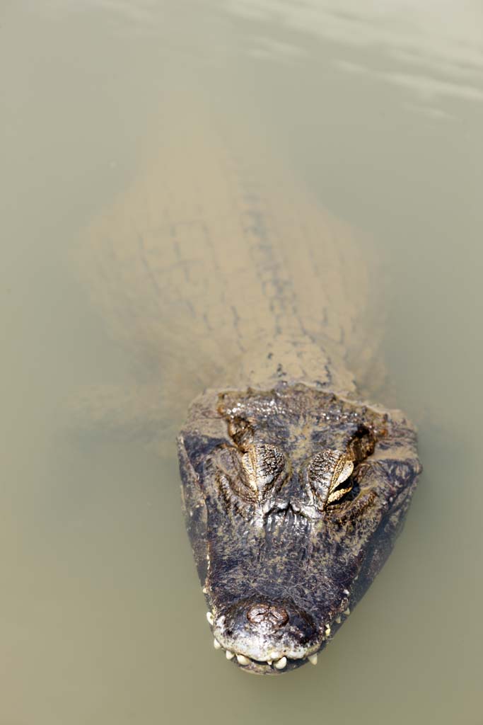 ,  , , ,    ,caiman crocodilus, , , , 