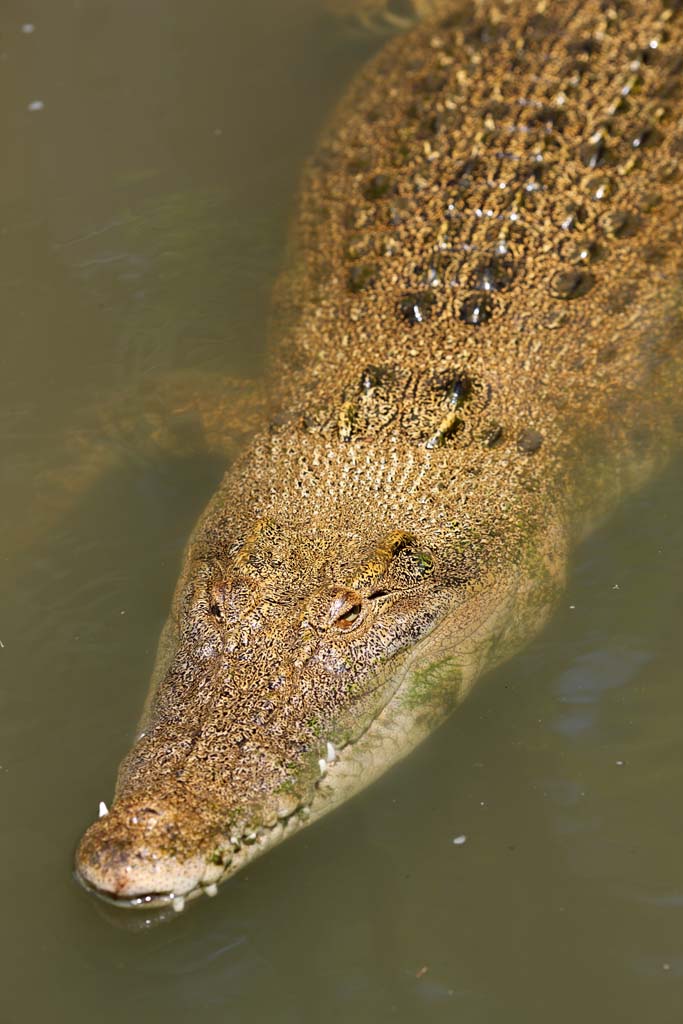 Foto, materieel, vrij, landschap, schilderstuk, bevoorraden foto,De krokodil, , , , 