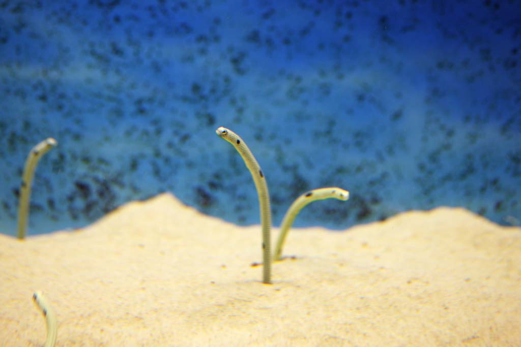 photo,material,free,landscape,picture,stock photo,Creative Commons,Spotted garden eel, , , , 