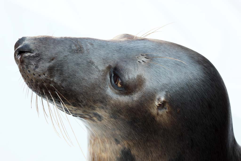 Foto, materiell, befreit, Landschaft, Bild, hat Foto auf Lager,Sea Lion, , , , 