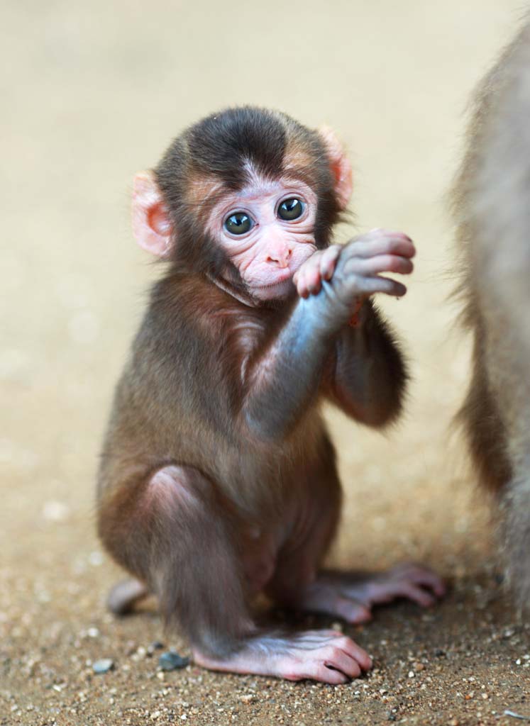 Foto, materiell, befreit, Landschaft, Bild, hat Foto auf Lager,Baby der Japanischen monkey, , , , 