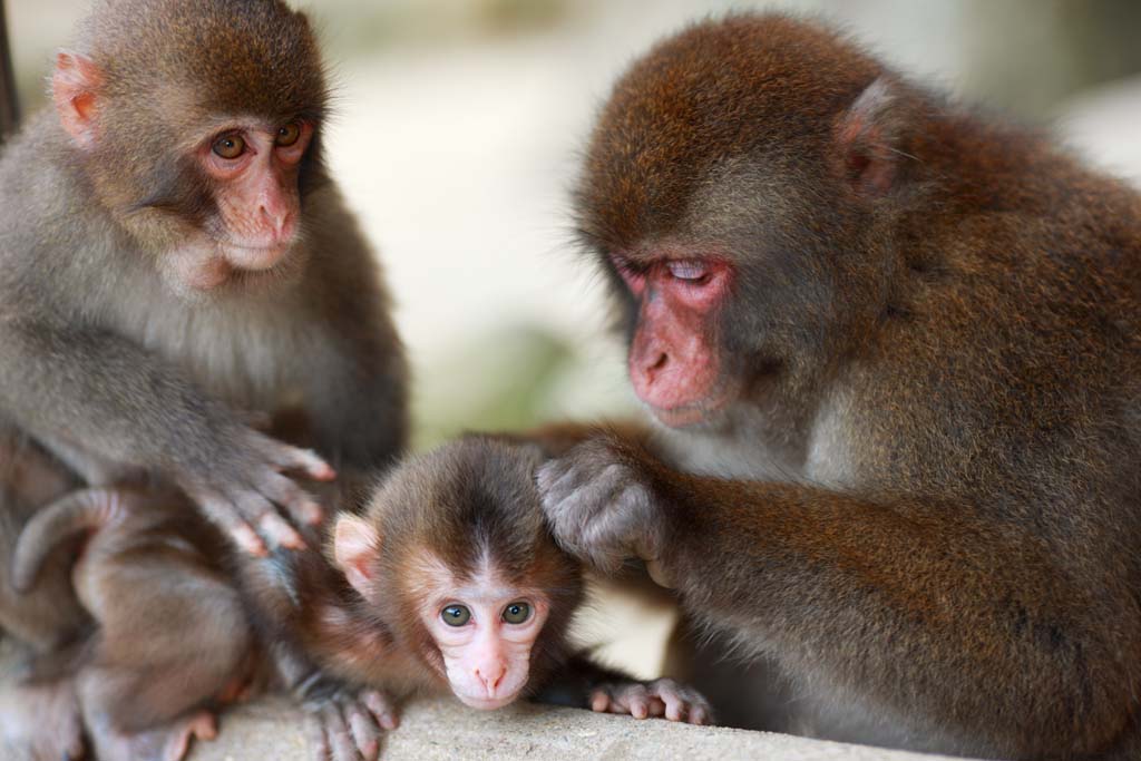 fotografia, materiale, libero il panorama, dipinga, fotografia di scorta,Baby del giapponese MONKEY, , , , 