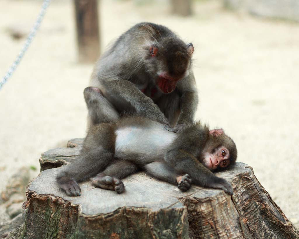 Foto, materiell, befreit, Landschaft, Bild, hat Foto auf Lager,Baby der Japanischen monkey, , , , 