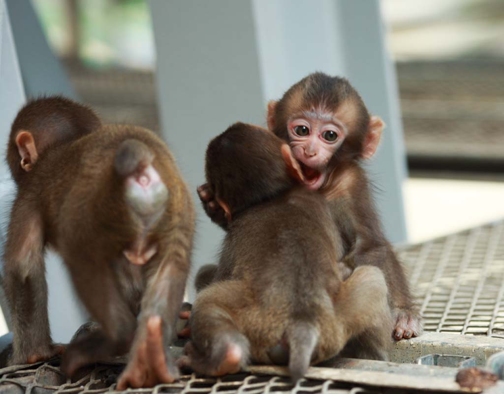 photo,material,free,landscape,picture,stock photo,Creative Commons,Baby of the Japanese monkey, , , , 