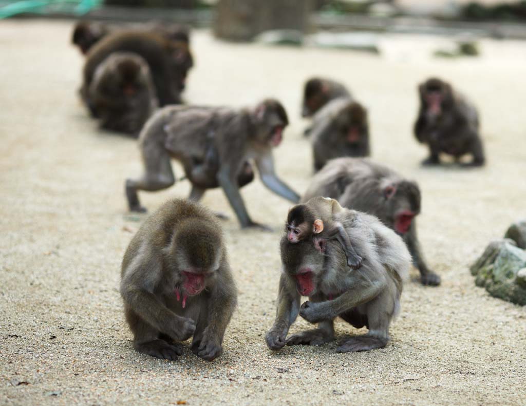 Foto, materiell, befreit, Landschaft, Bild, hat Foto auf Lager,Japanische monkey, , , , 