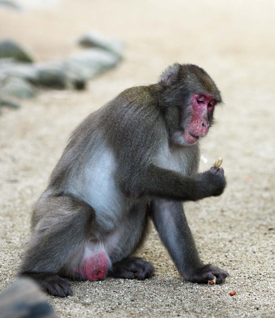 photo,material,free,landscape,picture,stock photo,Creative Commons,Japanese monkey, , , , 