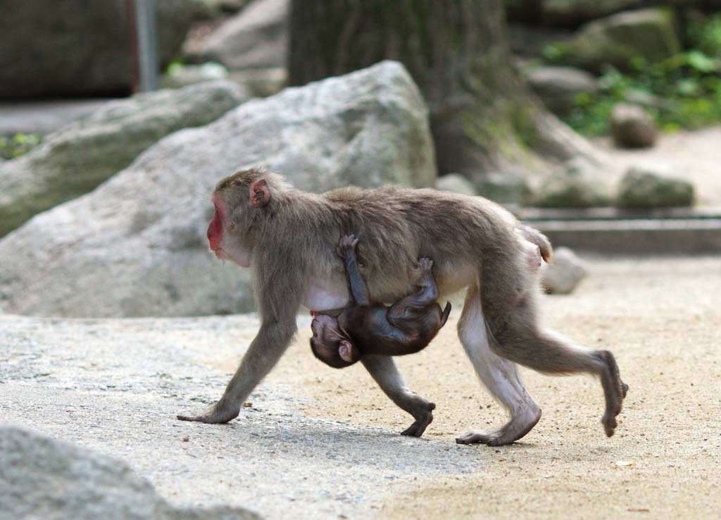 fotografia, materiale, libero il panorama, dipinga, fotografia di scorta,Baby del giapponese MONKEY, , , , 