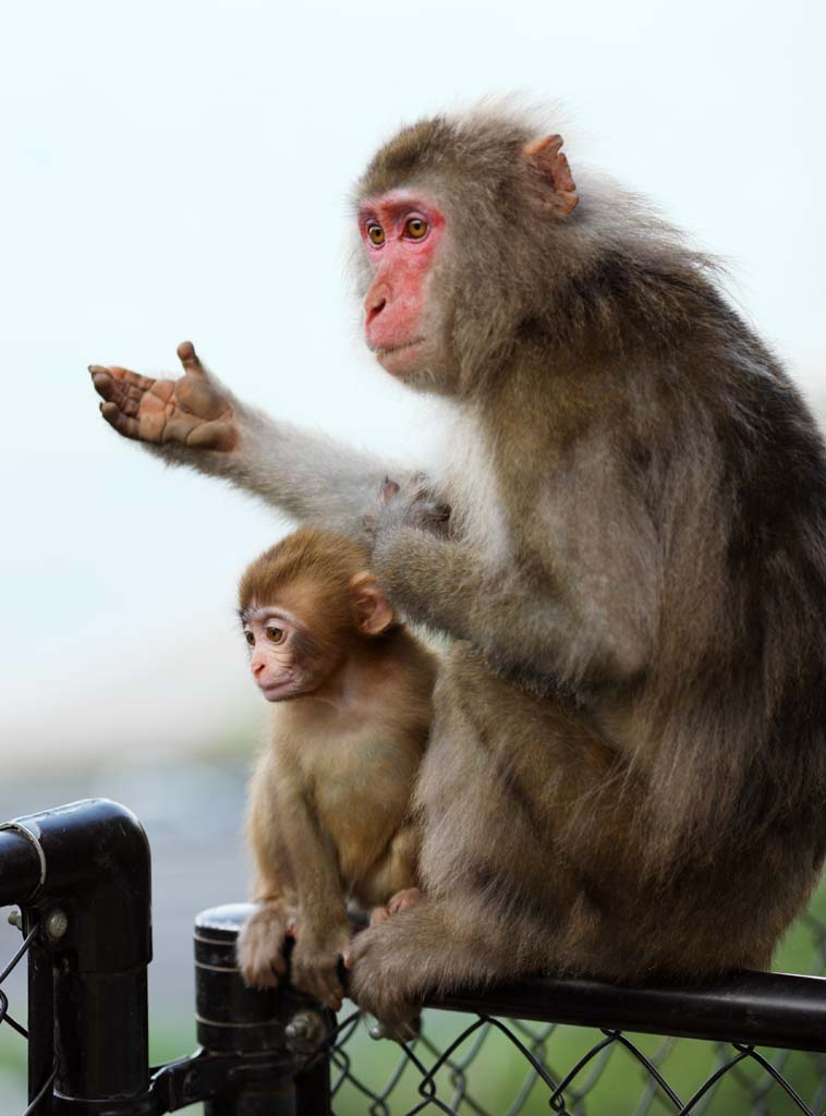 fotografia, materiale, libero il panorama, dipinga, fotografia di scorta,Baby del giapponese MONKEY, , , , 